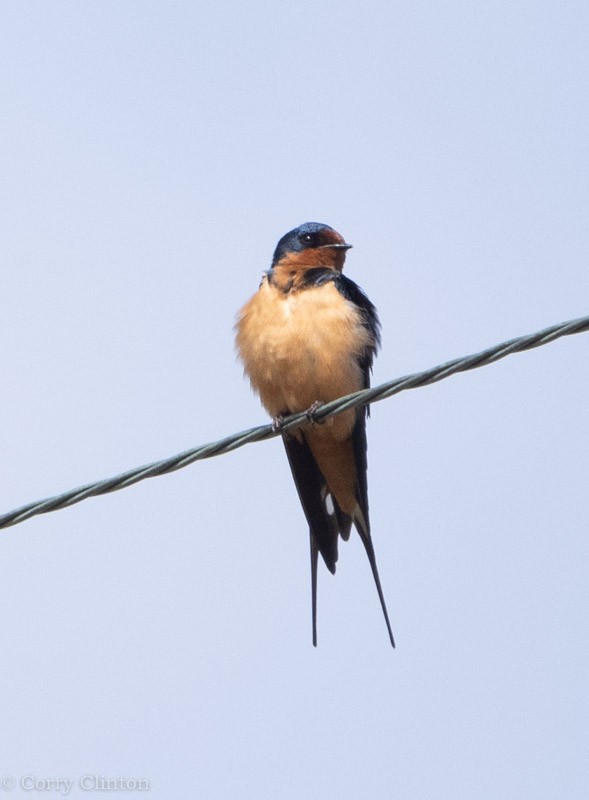 Barn Swallow - ML158627391