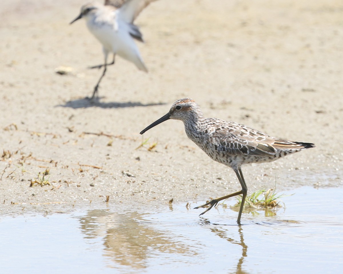 Stilt Sandpiper - joan garvey