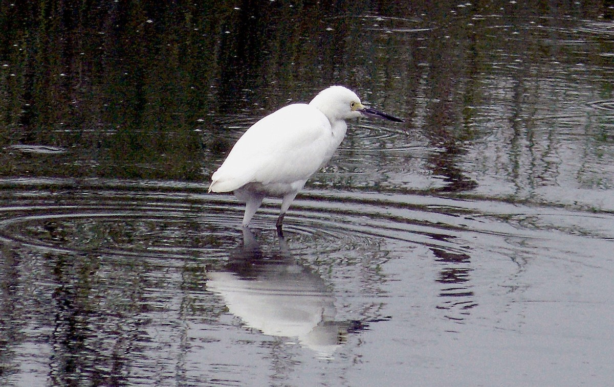 Snowy Egret - ML158627761