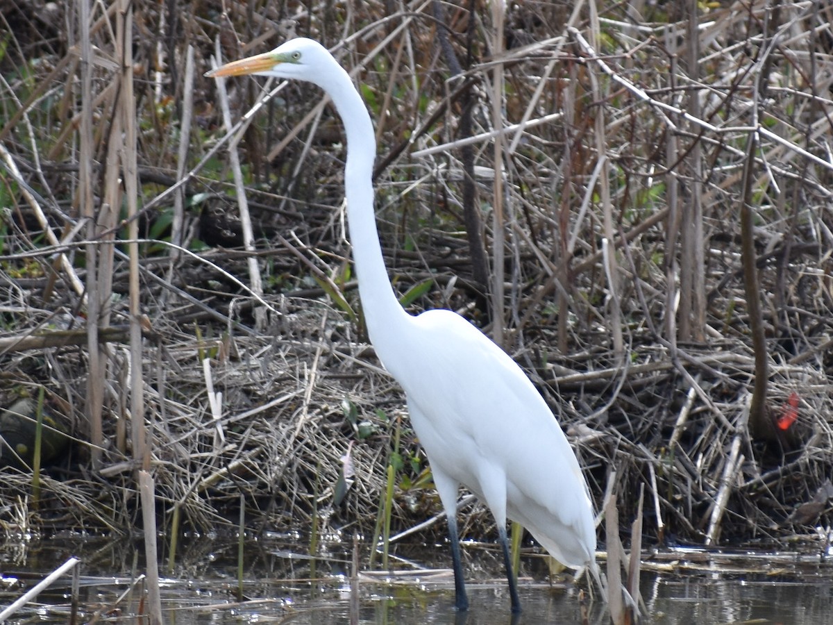 Great Egret - ML158627991