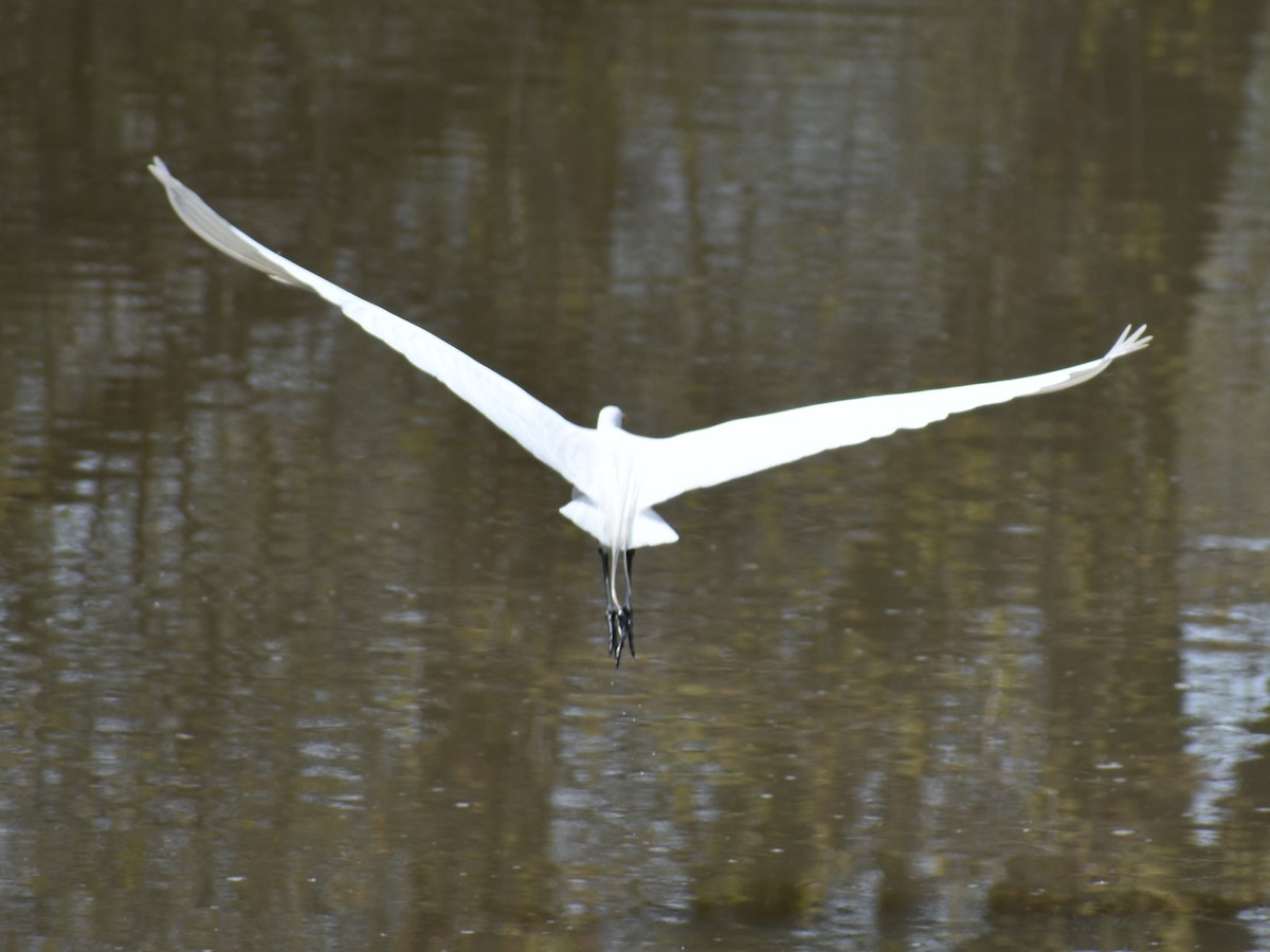 Great Egret - ML158628001