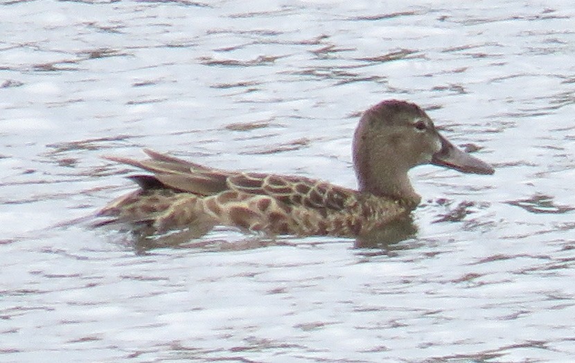 Blue-winged Teal - ML158628231