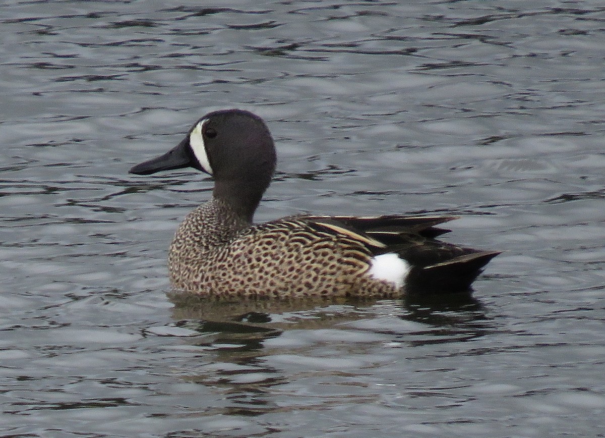 Blue-winged Teal - ML158628251