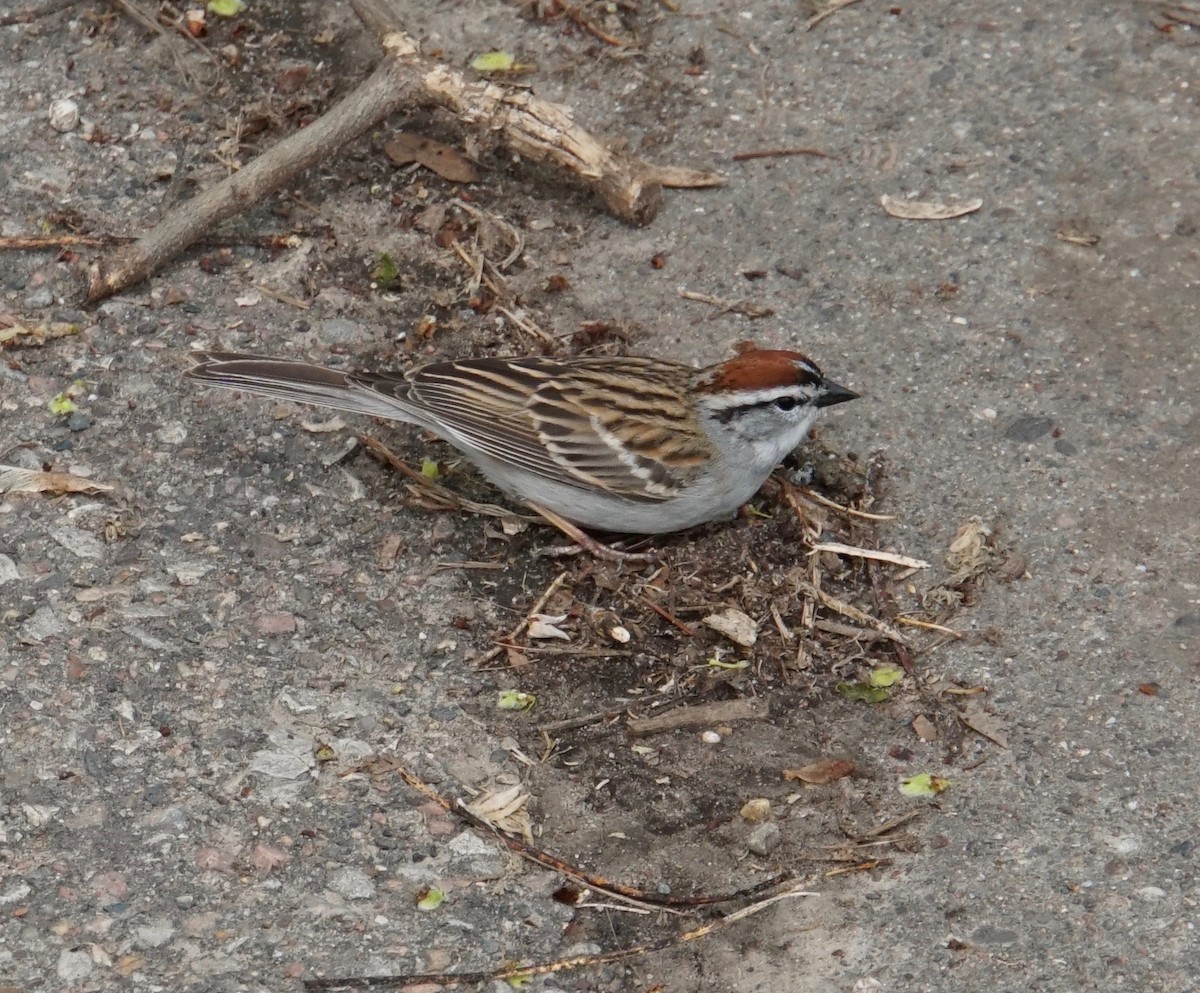 Chipping Sparrow - ML158628471