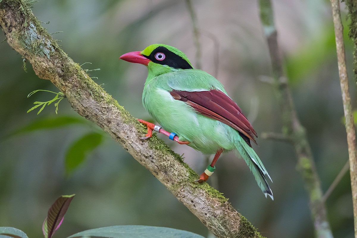 Bornean Green-Magpie - Matthew Kwan