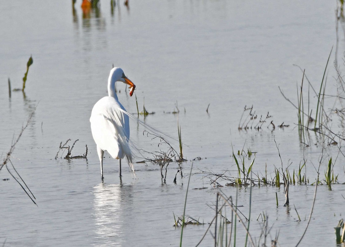 Great Egret - ML158628811