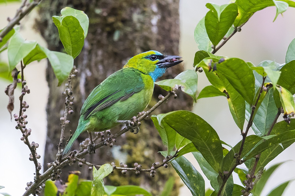 Golden-naped Barbet - ML158629171