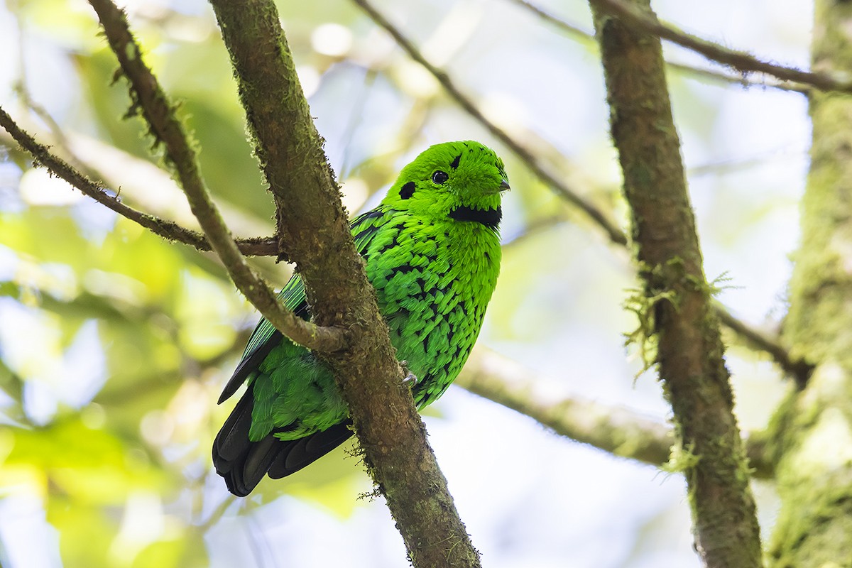 Whitehead's Broadbill - ML158629261