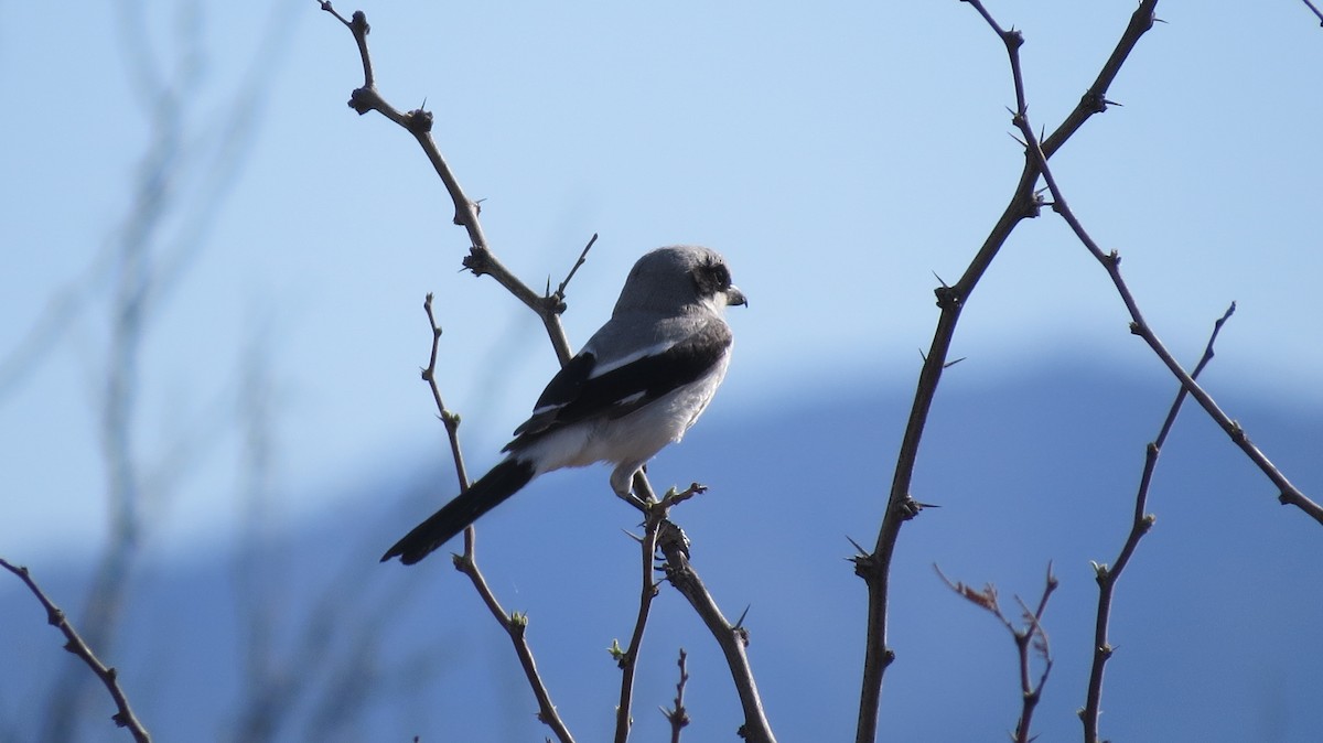 Loggerhead Shrike - ML158629561