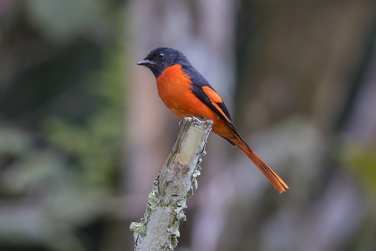 Gray-chinned Minivet (Gray-throated) - ML158629911