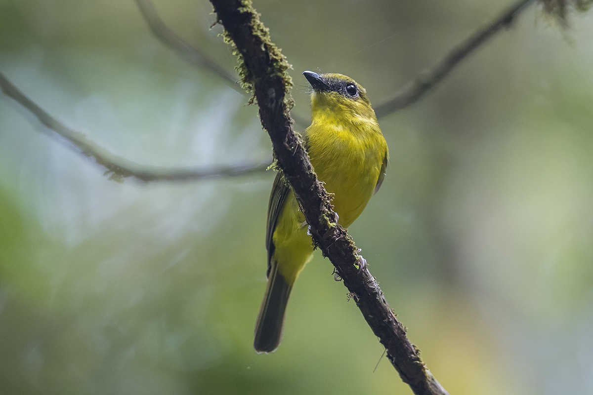 Bornean Whistler - ML158630411