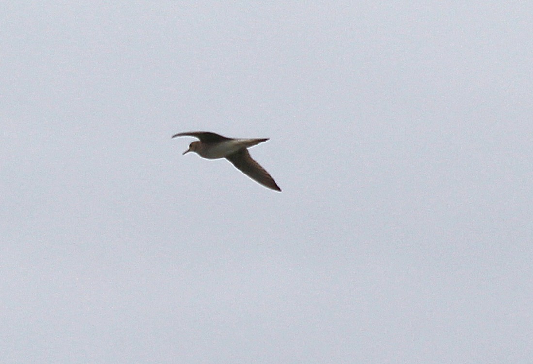 Upland Sandpiper - cammy kaynor