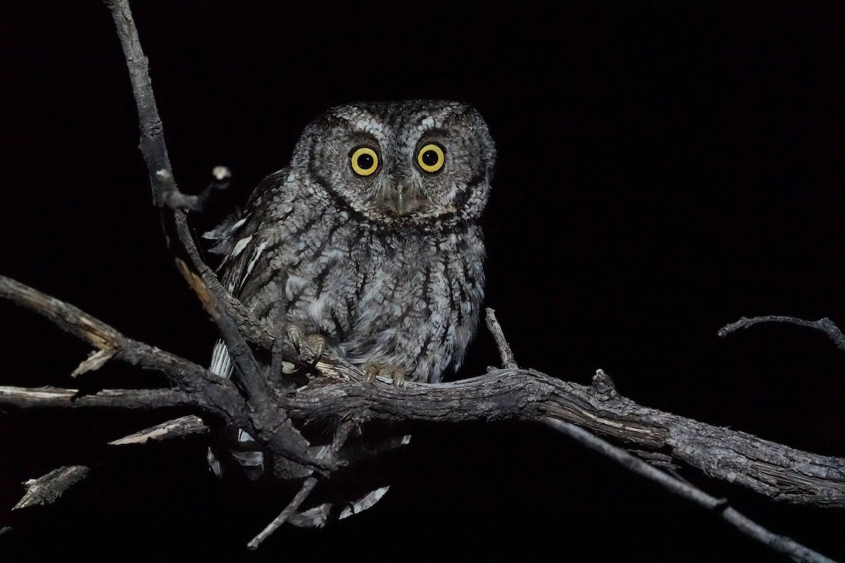 Whiskered Screech-Owl - David Palmer