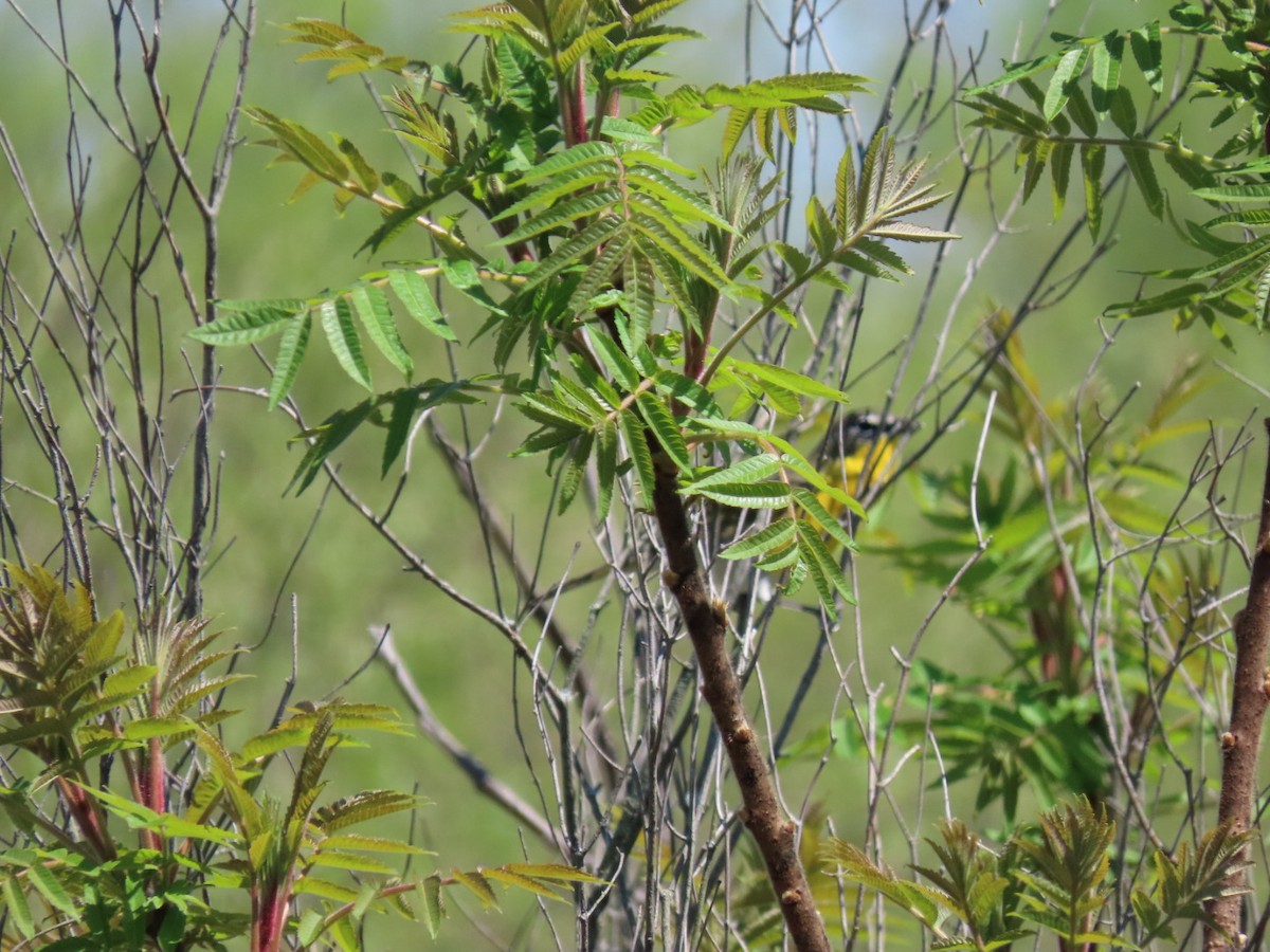 Yellow-breasted Chat - ML158635871