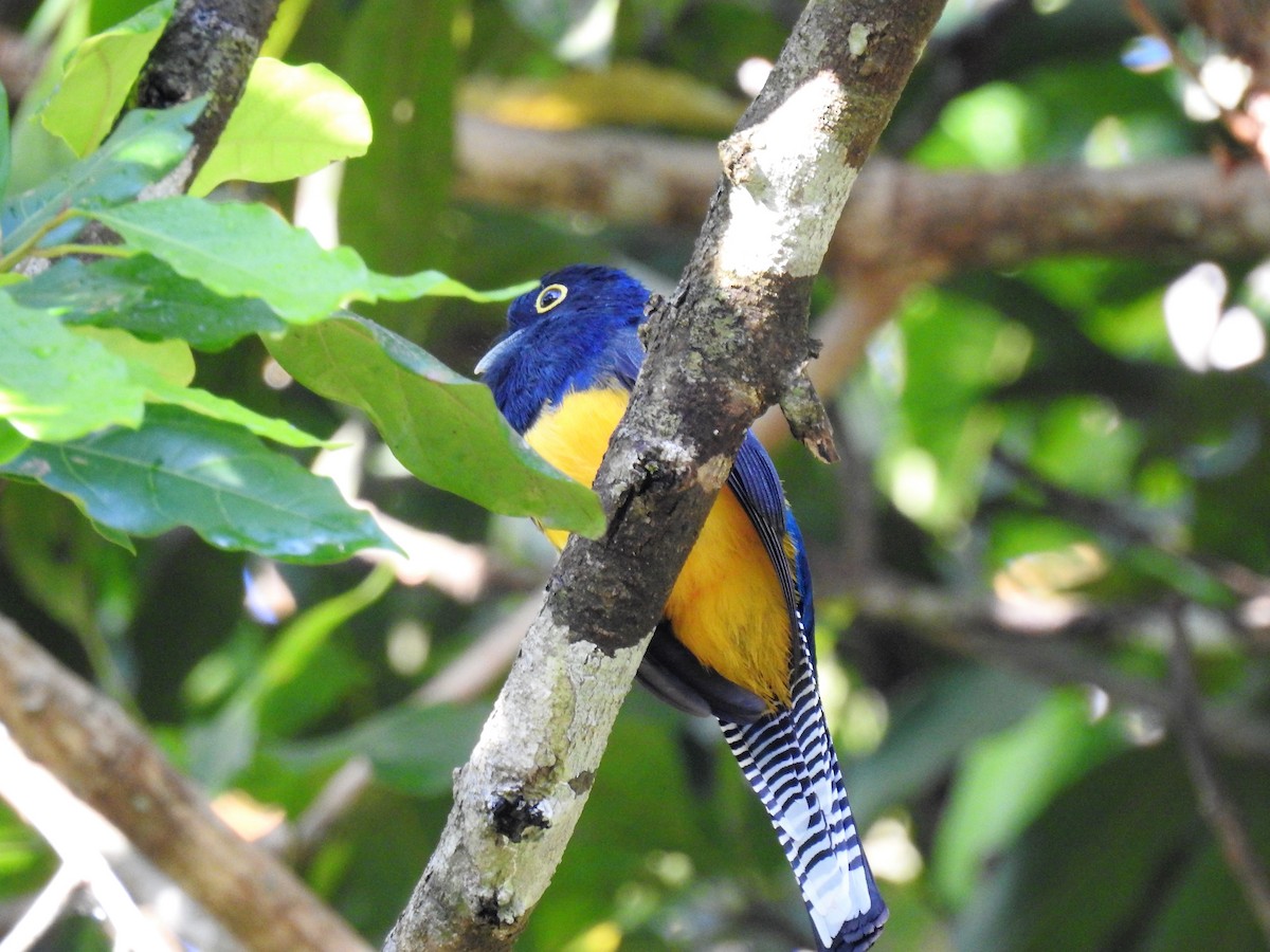 Guianan Trogon - ML158640641