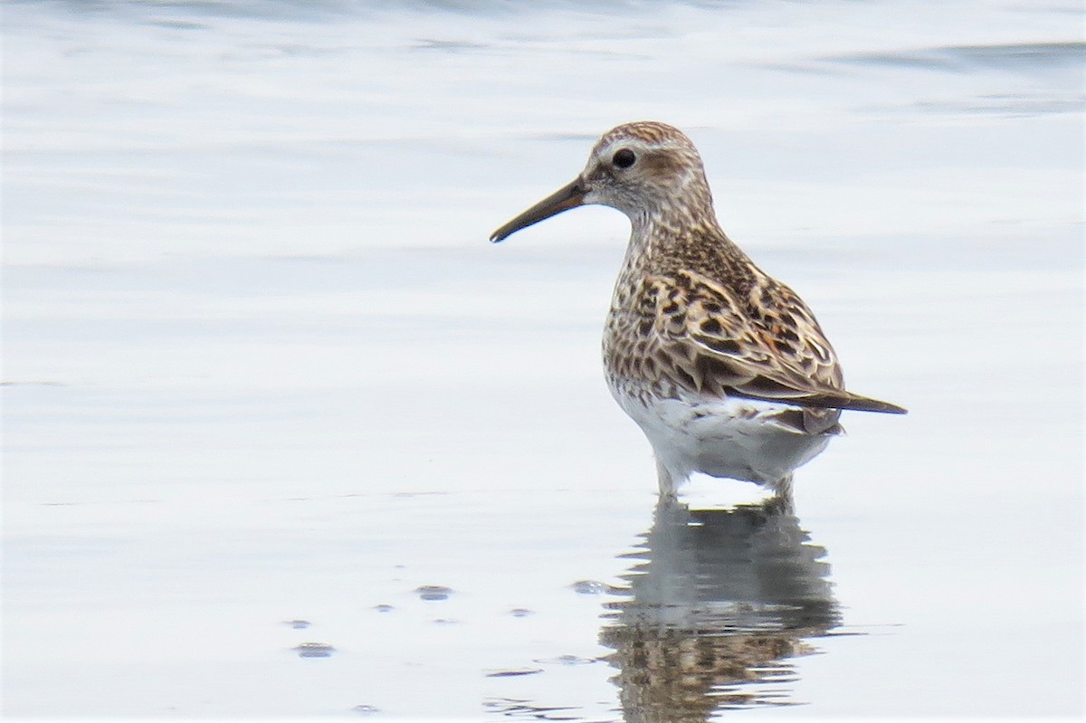 White-rumped Sandpiper - ML158643681