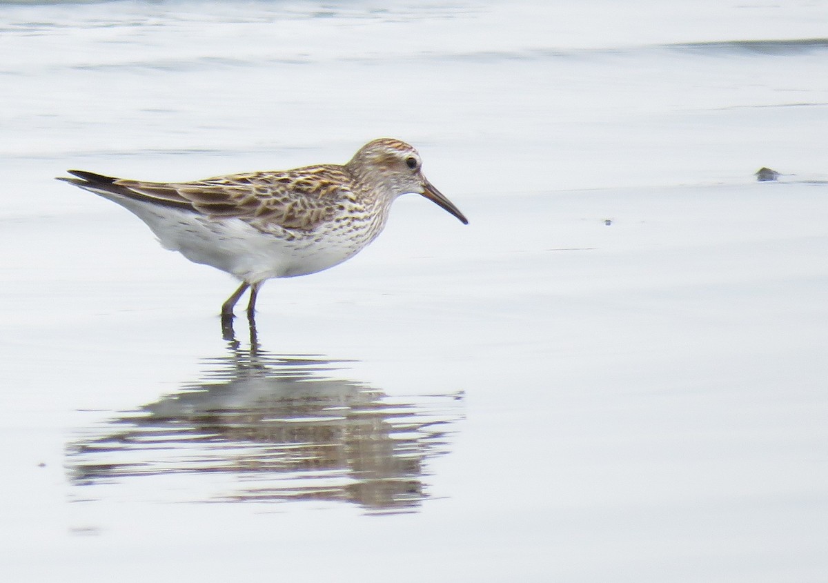 White-rumped Sandpiper - Oliver  Komar