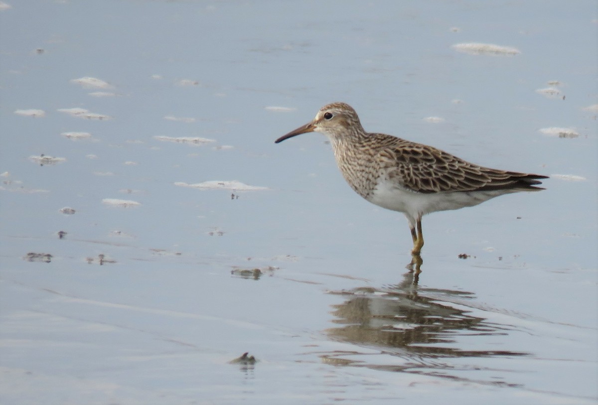 Pectoral Sandpiper - ML158643761