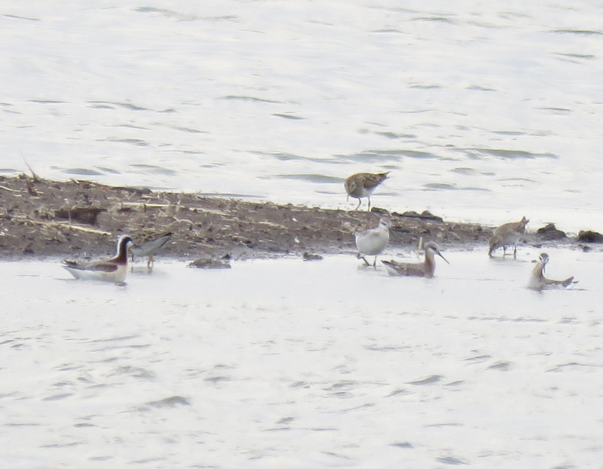 Wilson's Phalarope - ML158643781