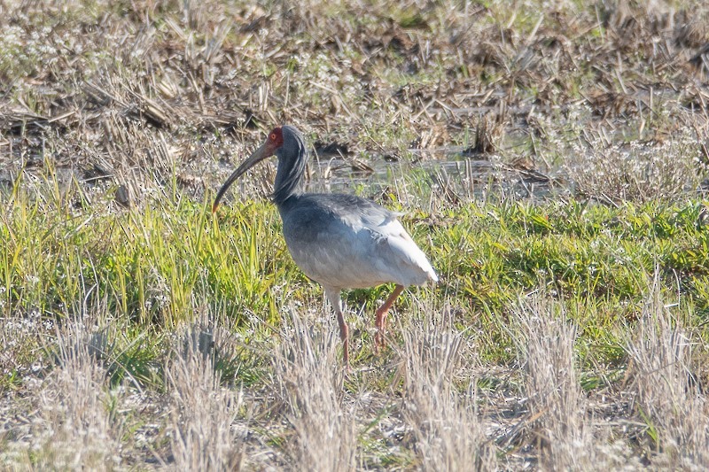 Crested Ibis - Kantori Birders