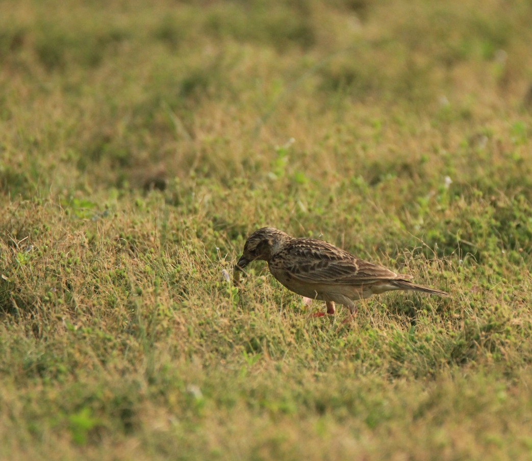 Oriental Skylark - ML158645781