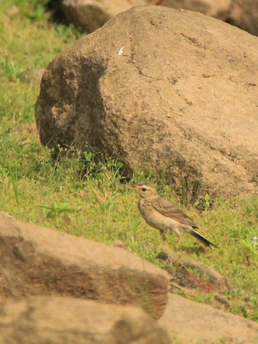 Paddyfield Pipit - ML158645831