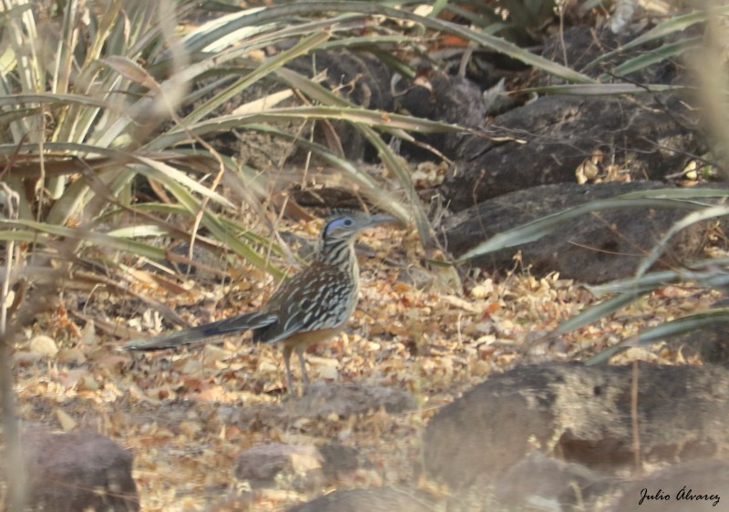 Lesser Roadrunner - ML158646711