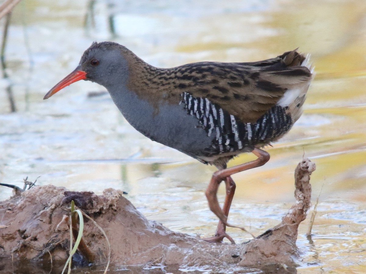 Water Rail - ML158650291