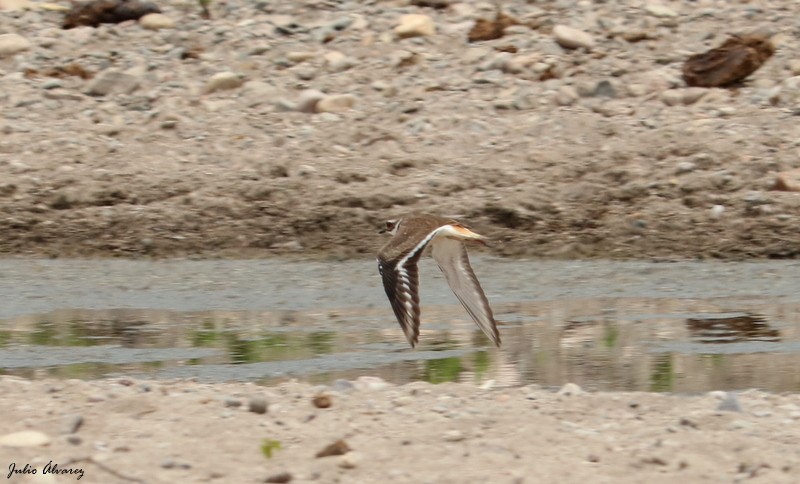 Killdeer - Julio Alejandro Alvarez Ruiz