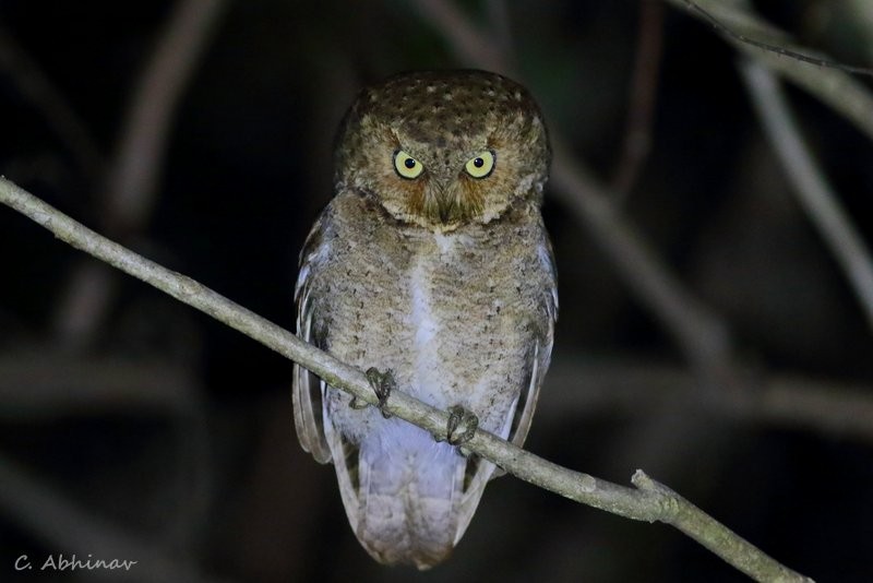 Dağ İshakkuşu - ML158651491