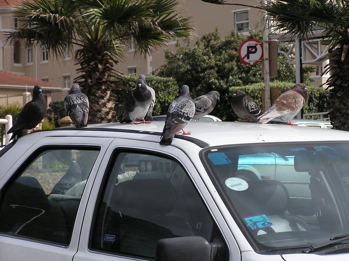 Rock Pigeon (Feral Pigeon) - Deb Oliver