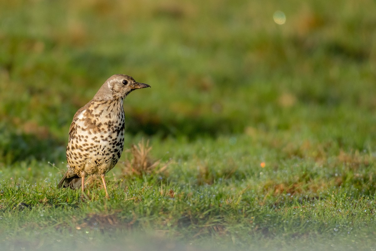 Mistle Thrush - ML158652951