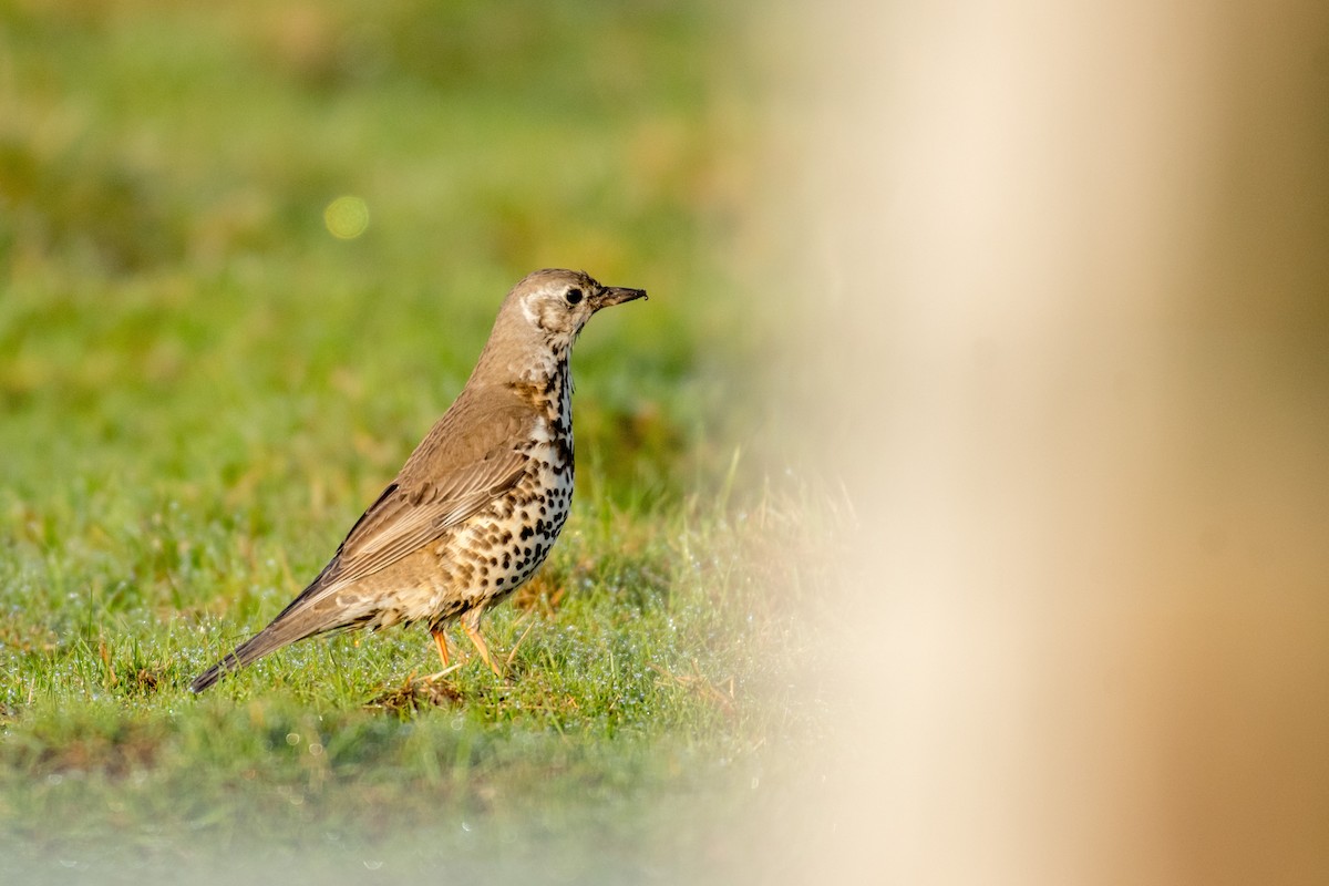 Mistle Thrush - ML158652961