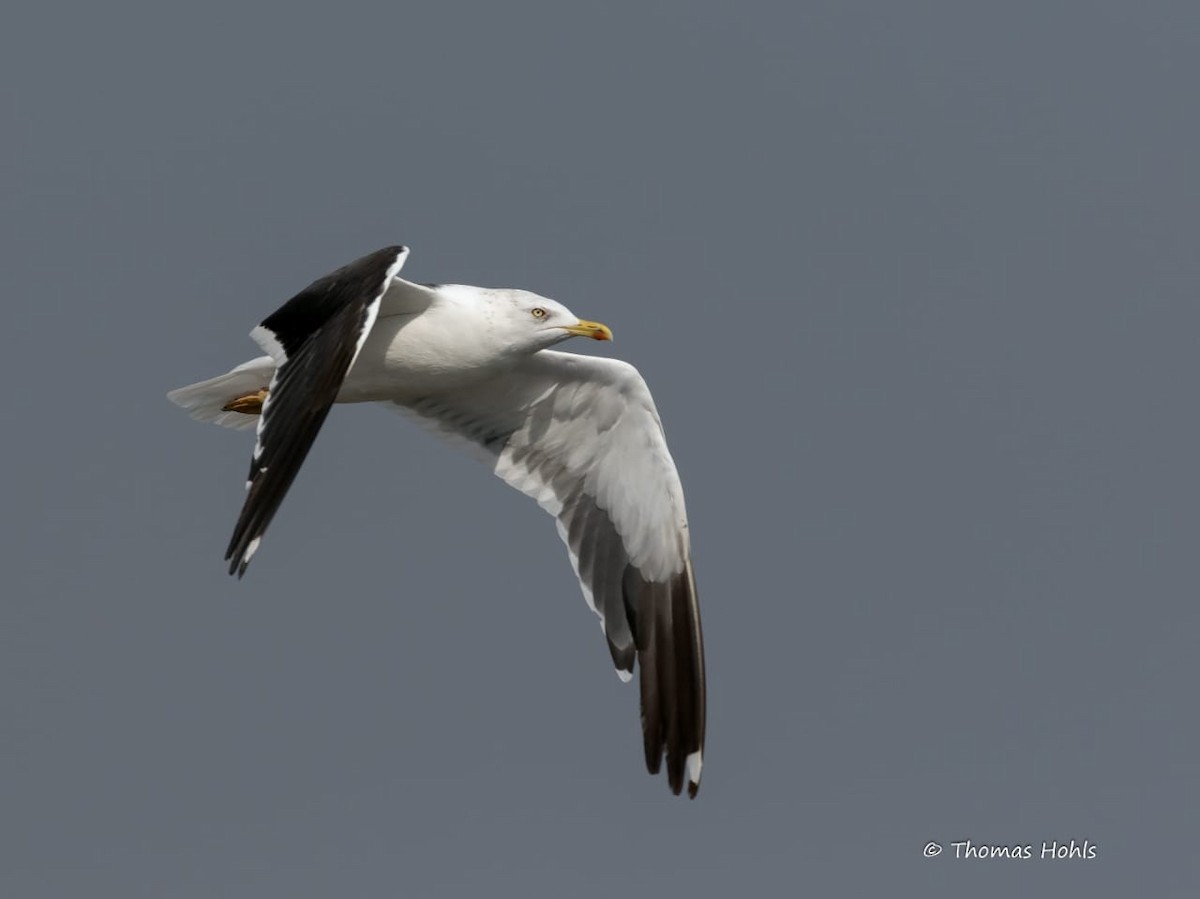 racek žlutonohý (ssp. fuscus) - ML158653191