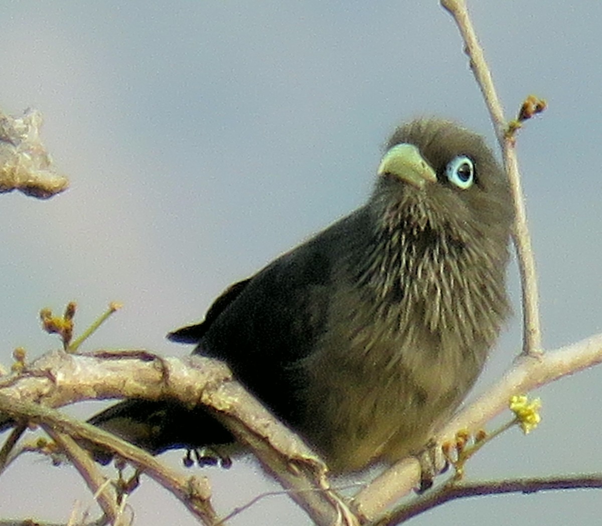 Blue-faced Malkoha - Santharam V