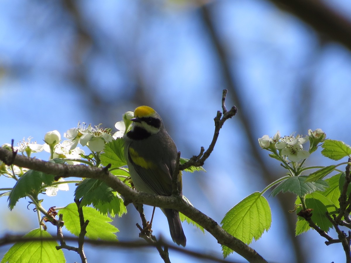 Goldflügel-Waldsänger - ML158656191