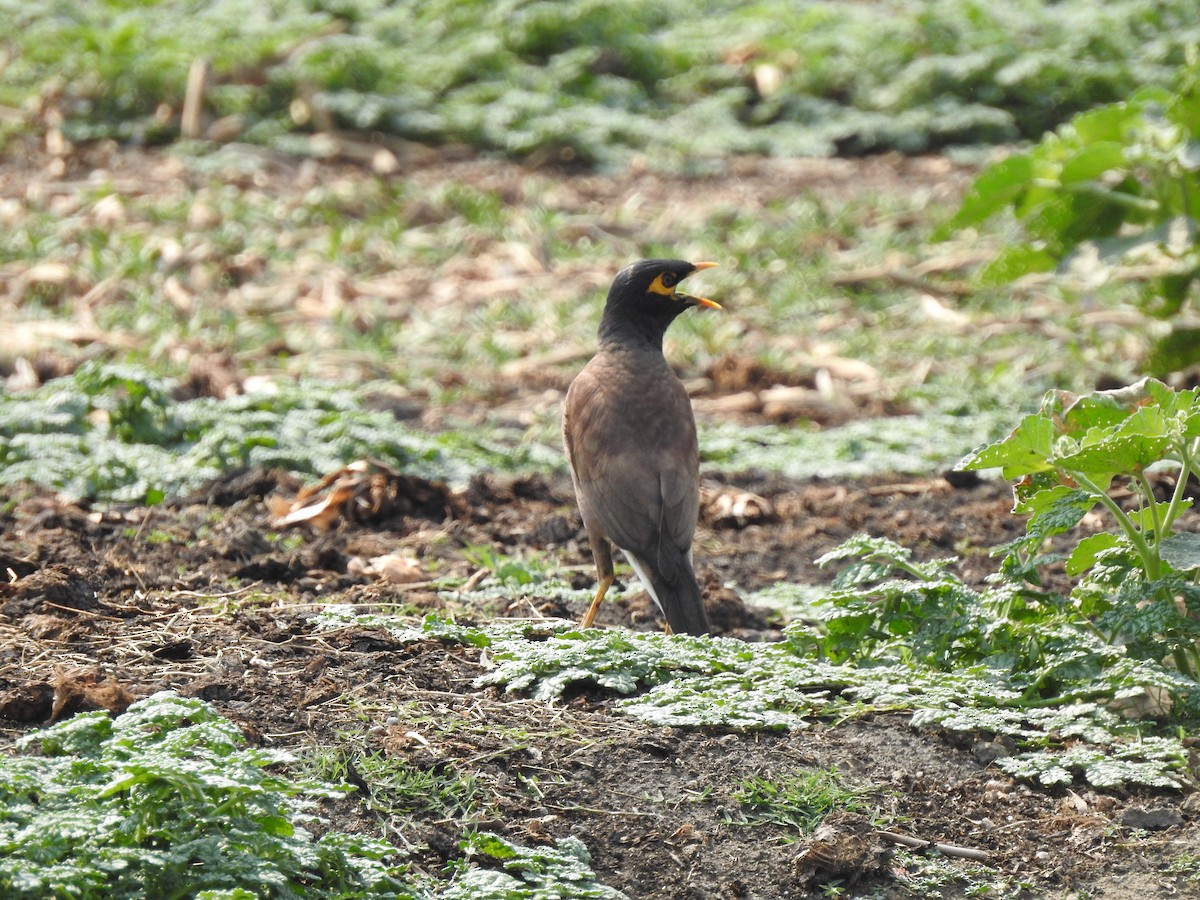 Common Myna - ML158656221