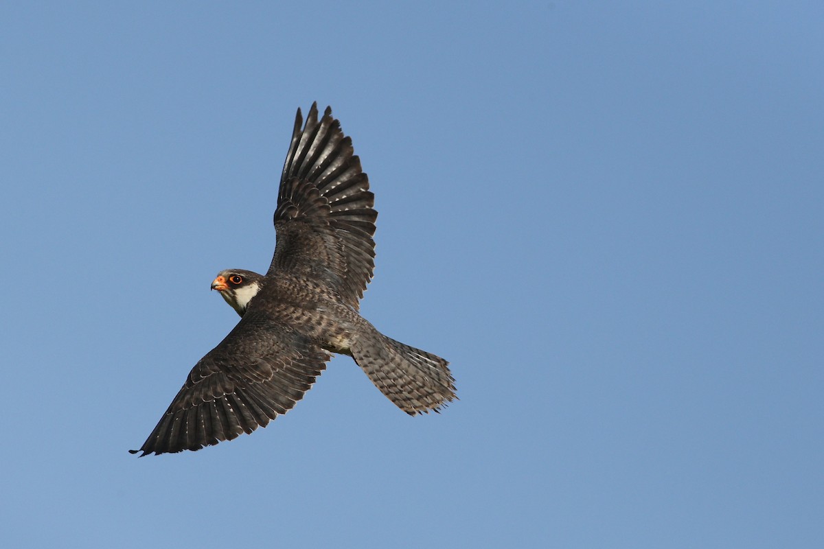 Amur Falcon - Khalifa Al Dhaheri