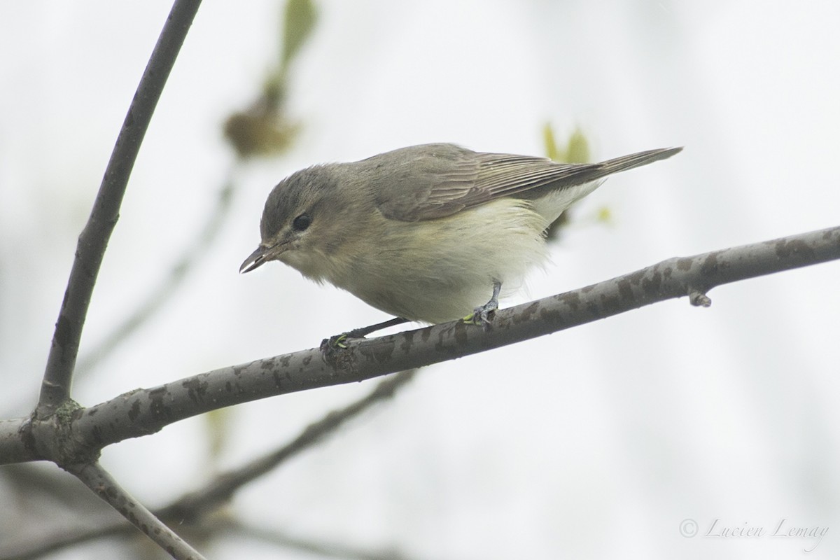 Warbling Vireo - Lucien Lemay