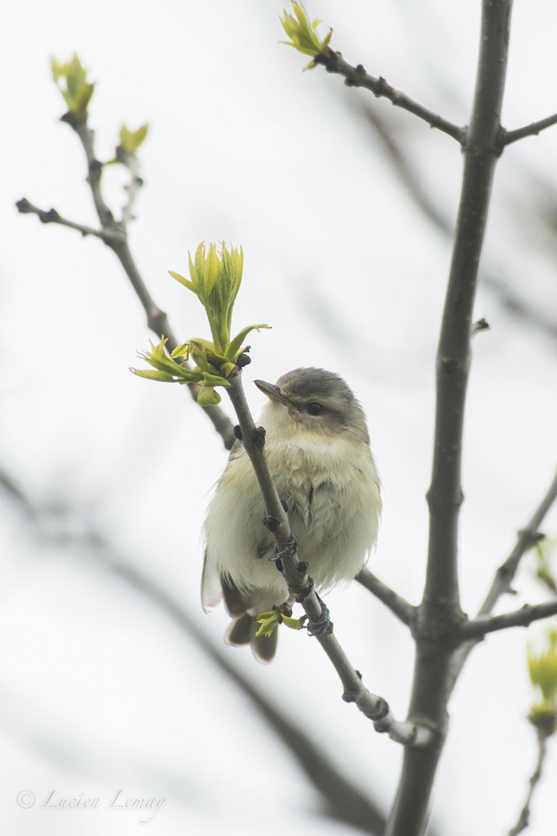 Warbling Vireo - ML158656811