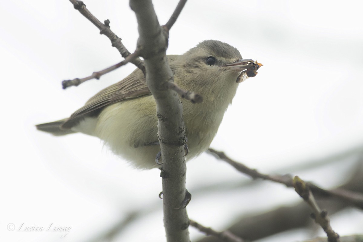 Warbling Vireo - Lucien Lemay