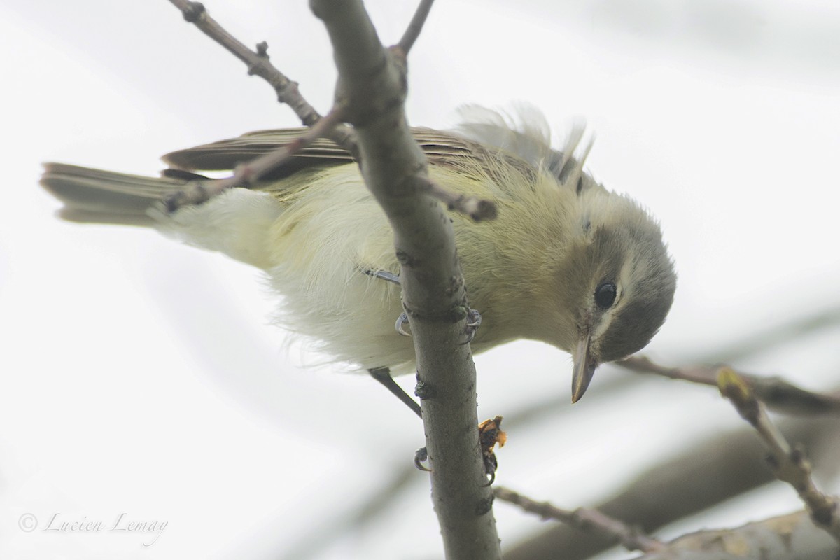 Warbling Vireo - ML158656861