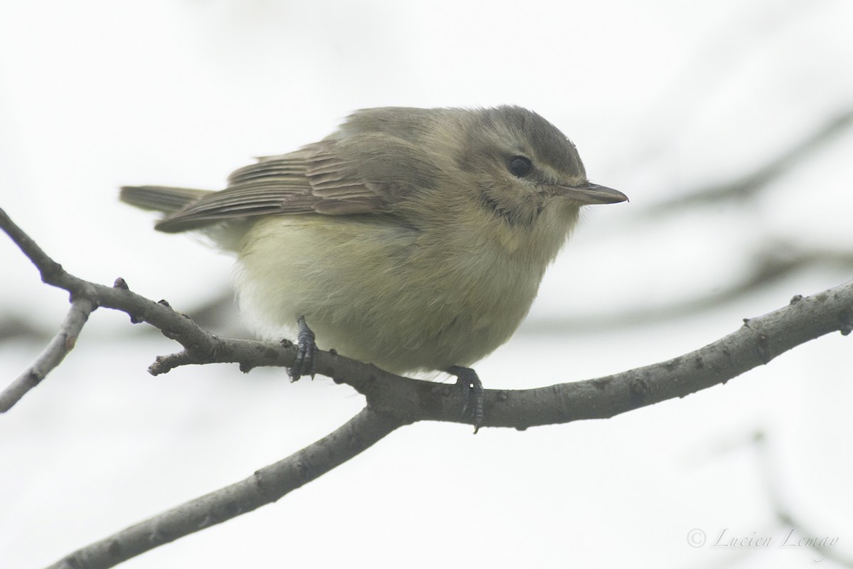 Warbling Vireo - Lucien Lemay