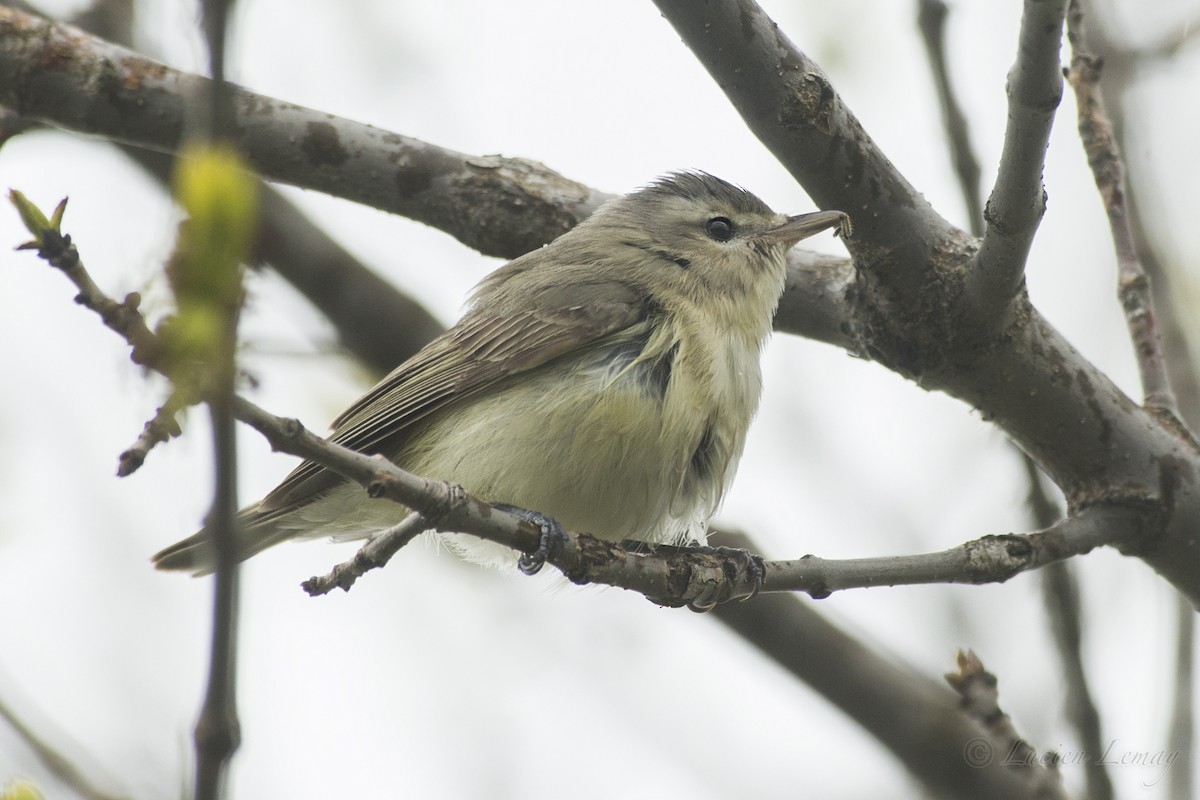 Warbling Vireo - ML158656881