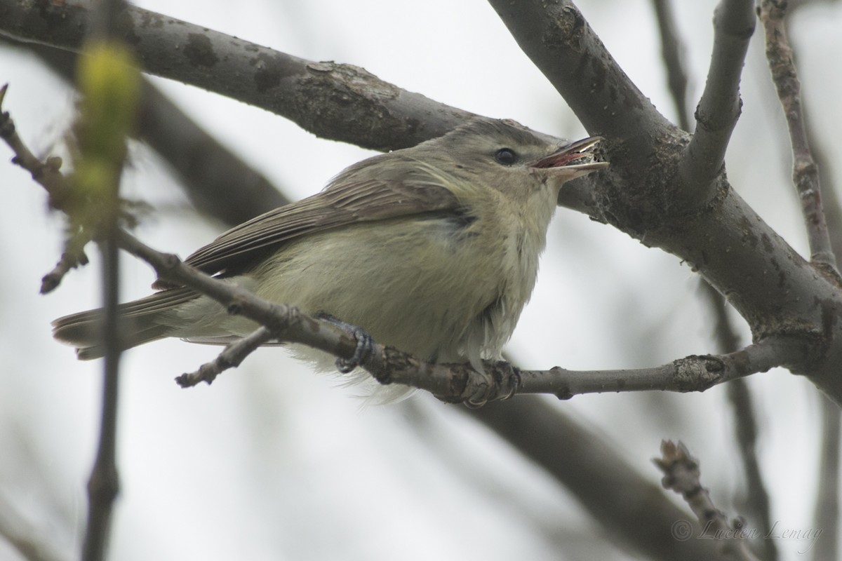 Warbling Vireo - Lucien Lemay