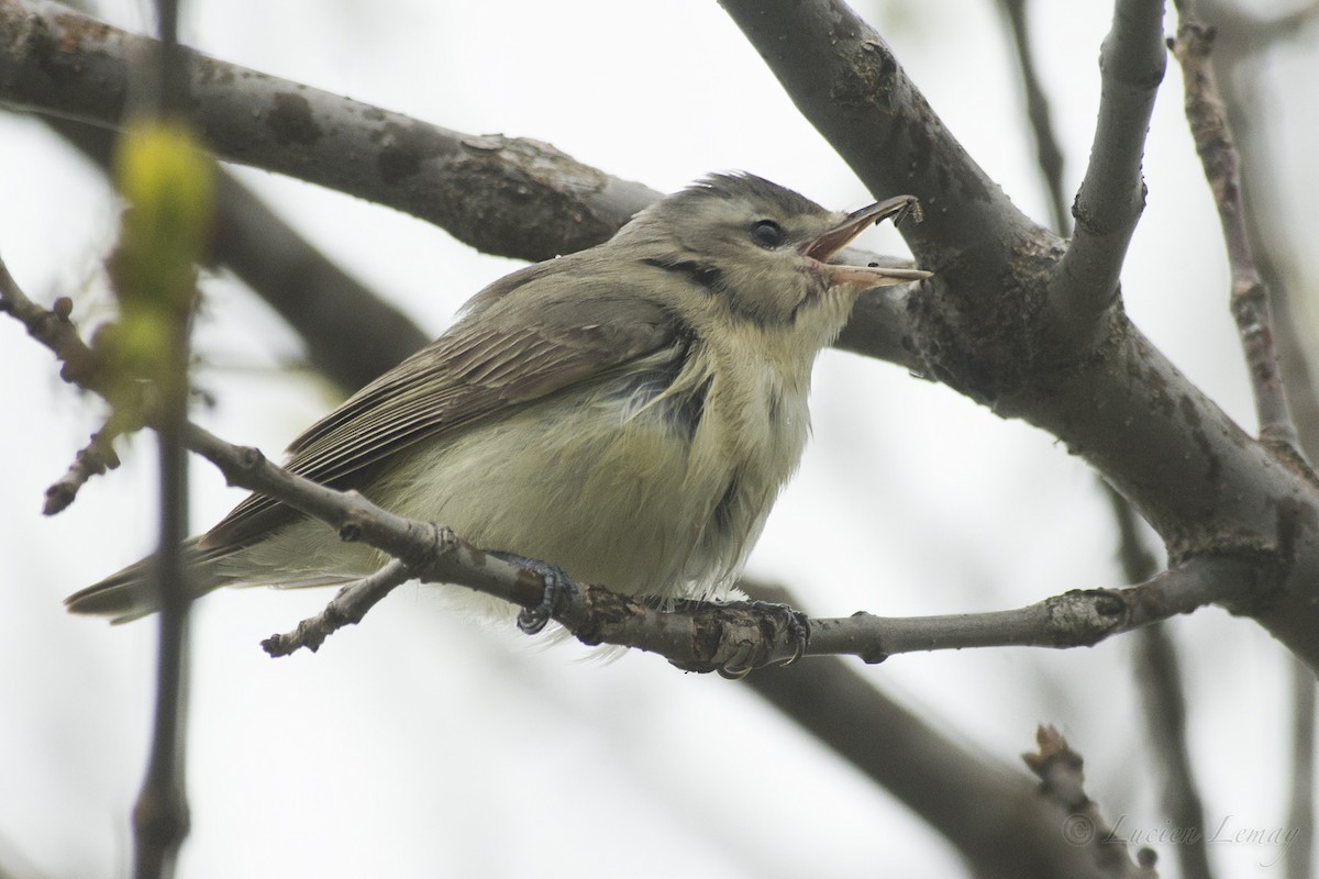 Warbling Vireo - ML158656911