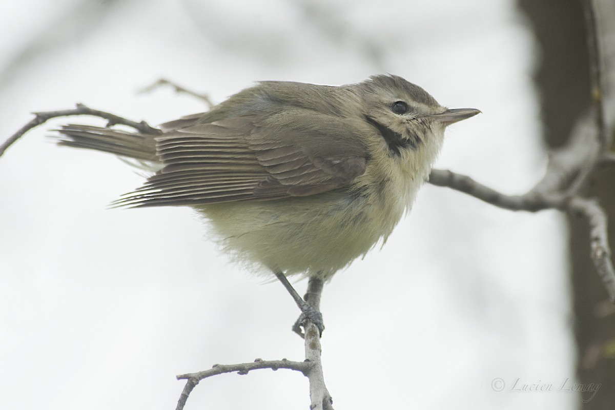 Warbling Vireo - ML158656921