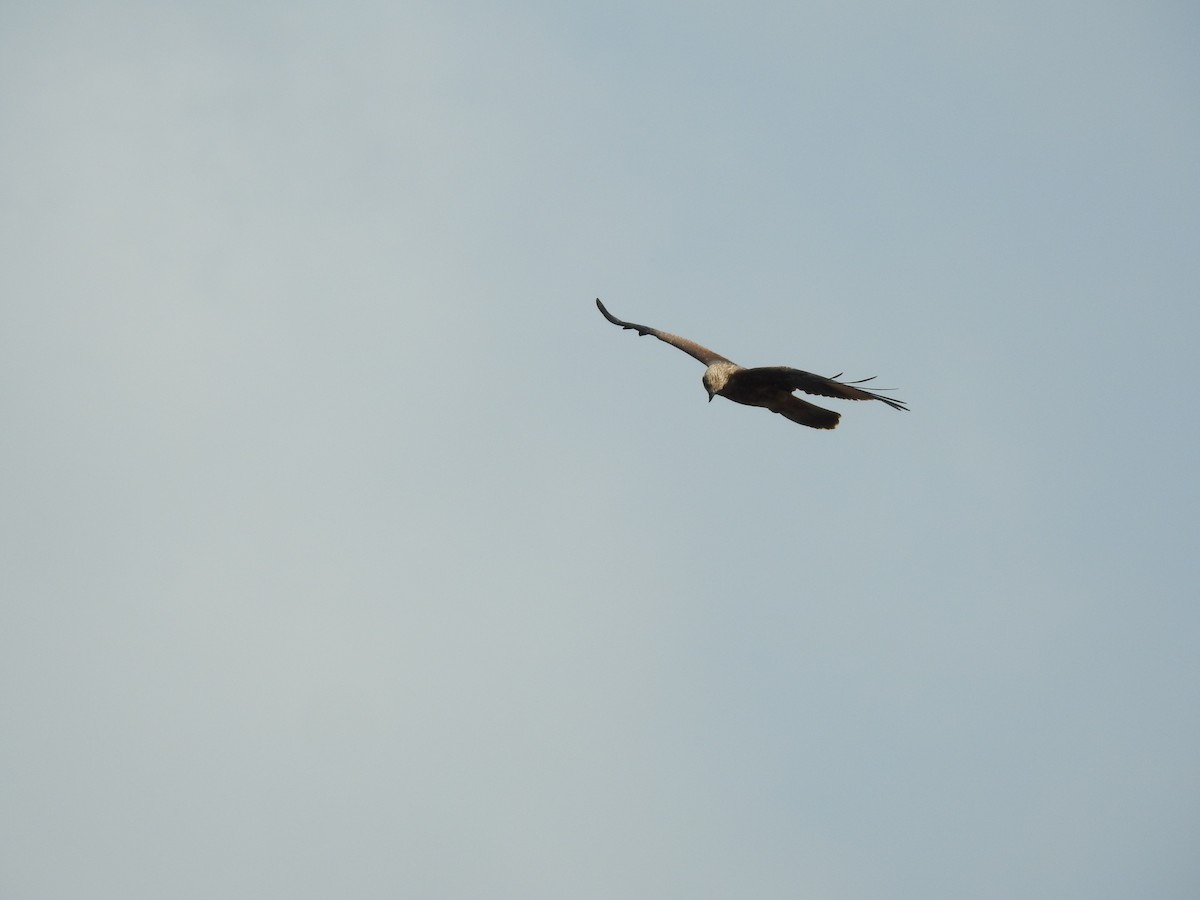 Brahminy Kite - Arulvelan Thillainayagam