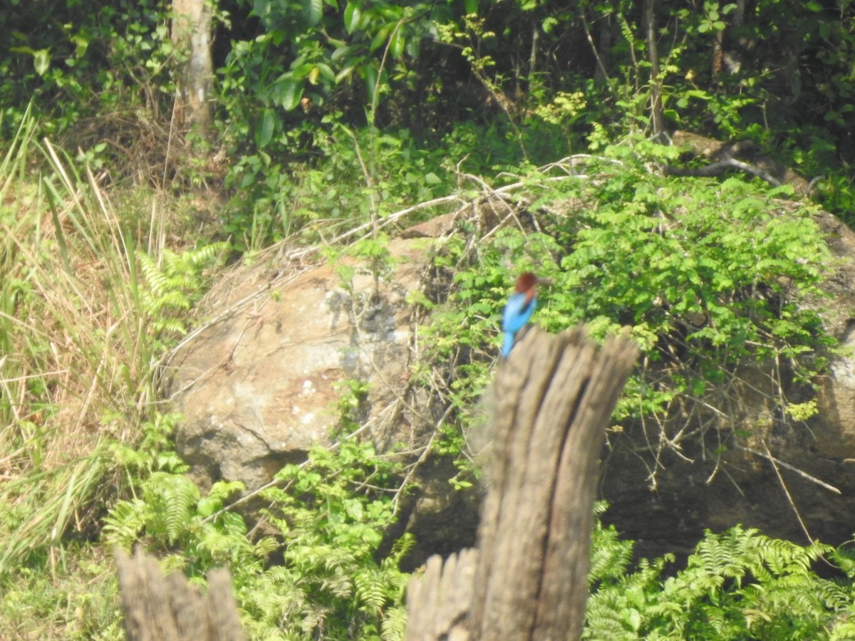 White-throated Kingfisher - Arulvelan Thillainayagam