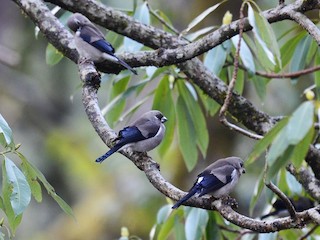  - Brown Bullfinch